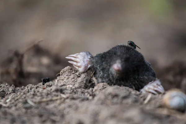 A curious mole sticking his nose out in the light in garden. Shallow depth of field portrait of a mole. — Stock Photo, Image