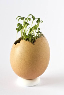 Bir boş yumurta kabuğu içinde büyüyen bir güzel, taze bitki. Bahar zamanı, yeni hayat.