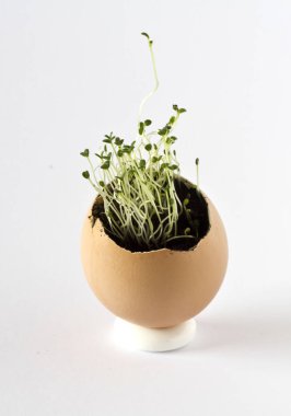 Bir boş yumurta kabuğu içinde büyüyen bir güzel, taze bitki. Bahar zamanı, yeni hayat.