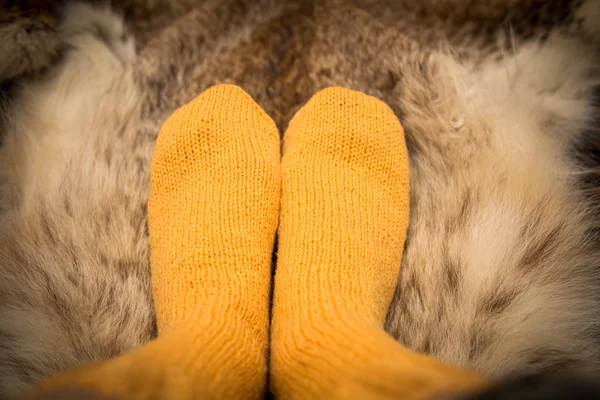 Sıcak el bir kürk zemin üzerine yün çorap ördü. İlk kişi görünümü.