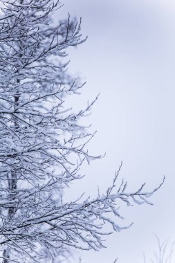 Güzel kış manzara gri, Kuzey Avrupa'da gün bulutlu