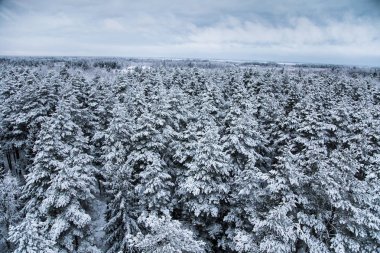 Güzel kış manzara gri, Kuzey Avrupa'da gün bulutlu