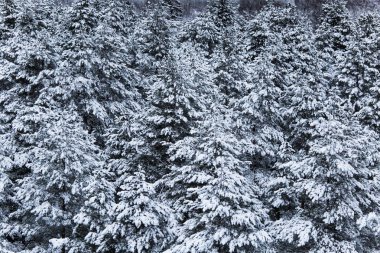 Güzel kış manzara gri, Kuzey Avrupa'da gün bulutlu