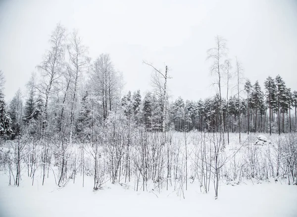 Güzel kış manzara gri, Kuzey Avrupa'da gün bulutlu