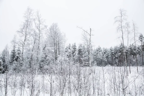 Güzel kış manzara gri, Kuzey Avrupa'da gün bulutlu