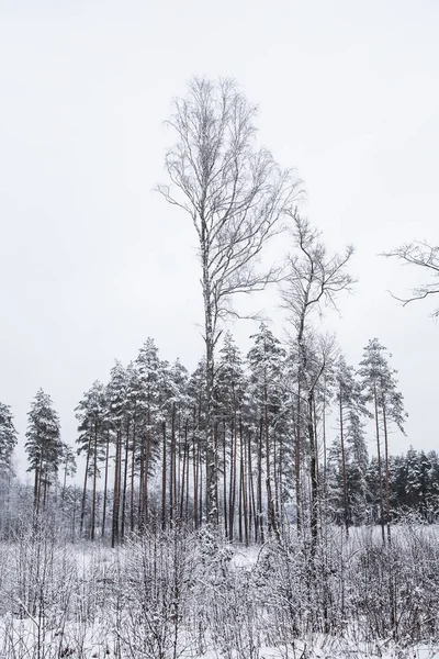 Güzel kış manzara gri, Kuzey Avrupa'da gün bulutlu