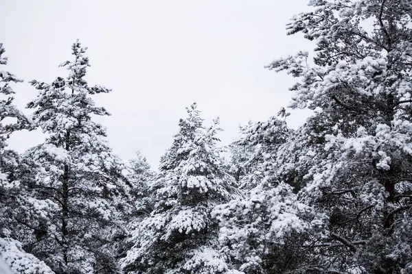 Güzel kış manzara gri, Kuzey Avrupa'da gün bulutlu