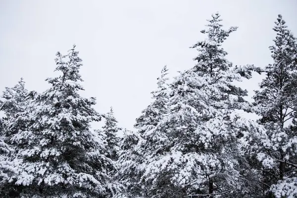 Güzel kış manzara gri, Kuzey Avrupa'da gün bulutlu