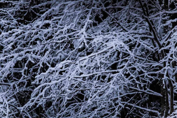 Güzel kış manzara gri, Kuzey Avrupa'da gün bulutlu