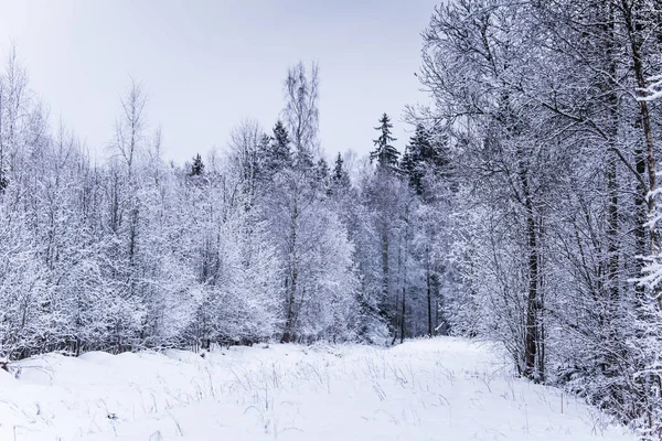 Güzel kış manzara gri, Kuzey Avrupa'da gün bulutlu