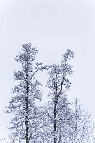 Eine wunderschöne Winterlandschaft in Nordeuropa, an einem grauen, bewölkten Tag — Stockfoto