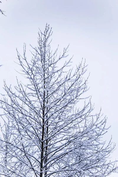 Piękny zimowy krajobraz w Europie nordyckich, w kolorze szarym, pochmurny dzień — Zdjęcie stockowe