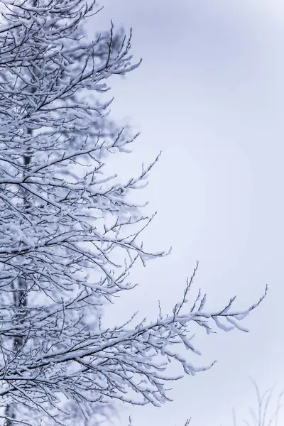 Güzel kış manzara gri, Kuzey Avrupa'da gün bulutlu