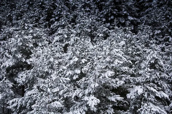 Eine wunderschöne Winterlandschaft in Nordeuropa, an einem grauen, bewölkten Tag — Stockfoto