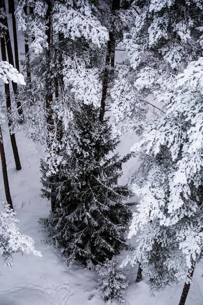 Güzel kış manzara gri, Kuzey Avrupa'da gün bulutlu