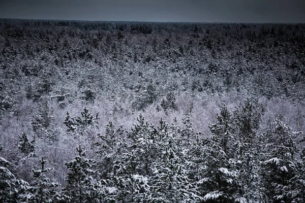Güzel kış manzara gri, Kuzey Avrupa'da gün bulutlu