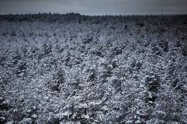 Güzel kış manzara gri, Kuzey Avrupa'da gün bulutlu