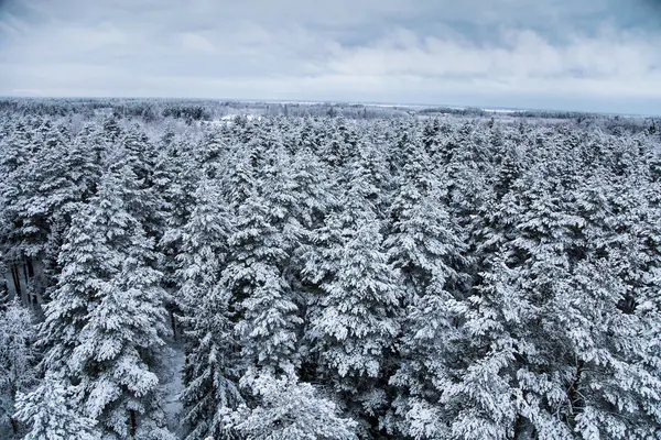 Güzel kış manzara gri, Kuzey Avrupa'da gün bulutlu