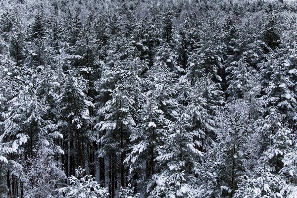 Een prachtige winterlandschap in Noordse Europa, in grijs, bewolkte dag — Stockfoto