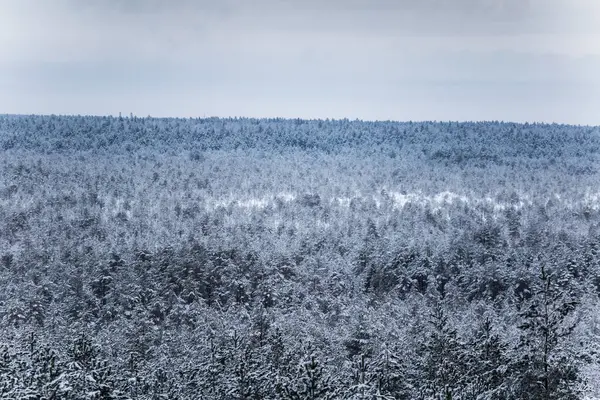 Güzel kış manzara gri, Kuzey Avrupa'da gün bulutlu