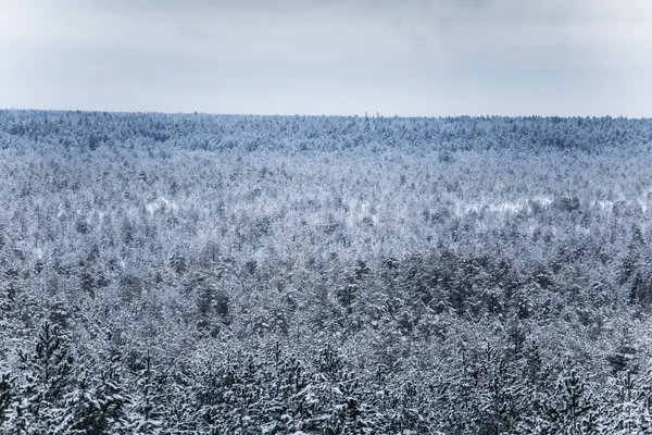 Güzel kış manzara gri, Kuzey Avrupa'da gün bulutlu