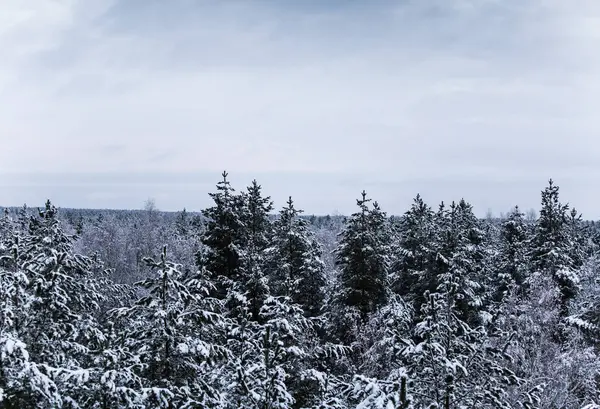 Güzel kış manzara gri, Kuzey Avrupa'da gün bulutlu