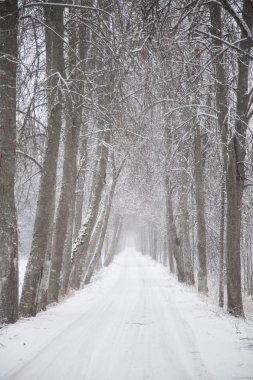 Güzel kış manzara gri, Kuzey Avrupa'da gün bulutlu