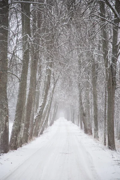 Güzel kış manzara gri, Kuzey Avrupa'da gün bulutlu