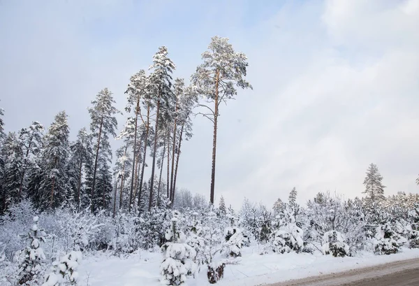 Красивый зимний пейзаж северной Европы в пасмурный день — стоковое фото