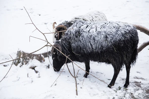 Un retrato animal de una hermosa oveja con una nieve en lana . — Foto de Stock