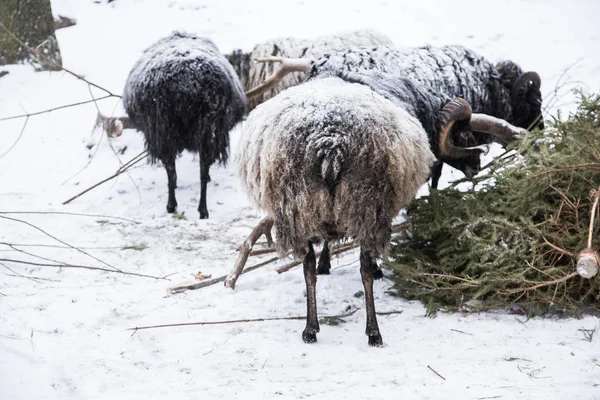 Een dier portret van een prachtige schapen met een sneeuw in wol. — Stockfoto