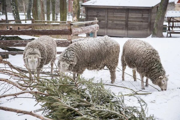 Een dier portret van een prachtige schapen met een sneeuw in wol. — Stockfoto