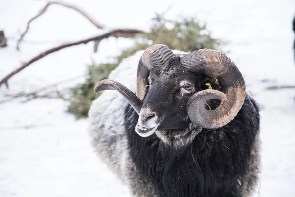 Un retrato animal de una hermosa oveja con una nieve en lana . — Foto de Stock