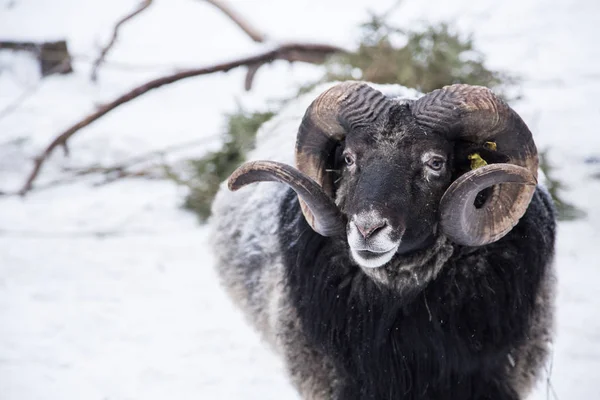 Un retrato animal de una hermosa oveja con una nieve en lana . — Foto de Stock