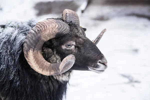 Un retrato animal de una hermosa oveja con una nieve en lana . — Foto de Stock