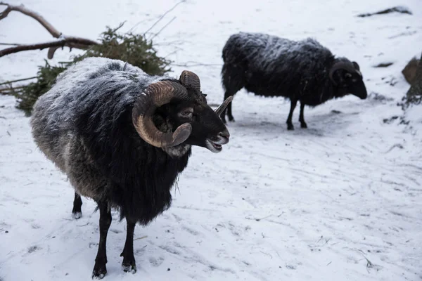 Un retrato animal de una hermosa oveja con una nieve en lana . — Foto de Stock