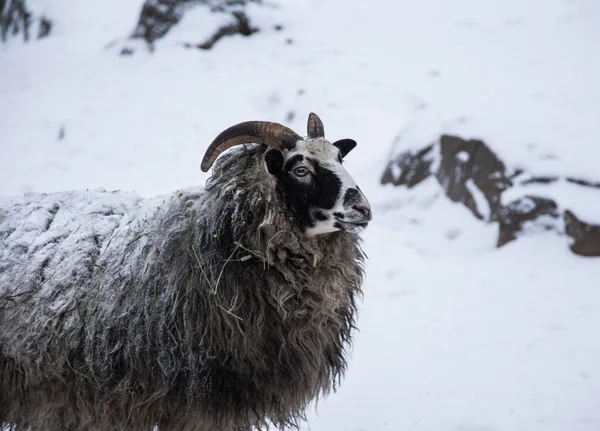 Un retrato animal de una hermosa oveja con una nieve en lana . — Foto de Stock