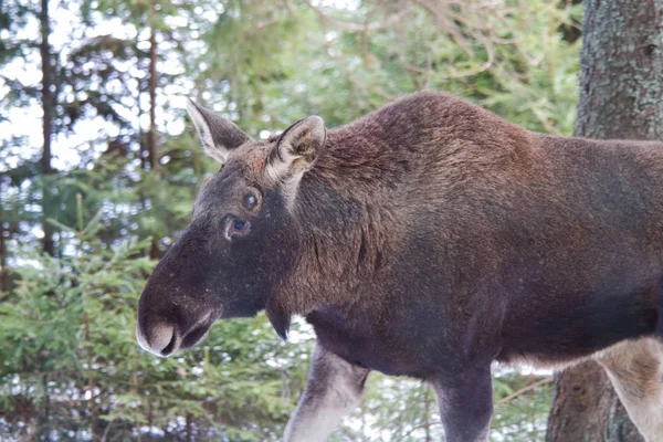 Um retrato animal de um alce europeu no inverno em uma floresta . — Fotografia de Stock