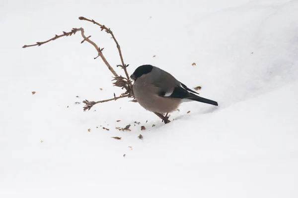 Ženské Hýl živí semen v buši na den zimy — Stock fotografie