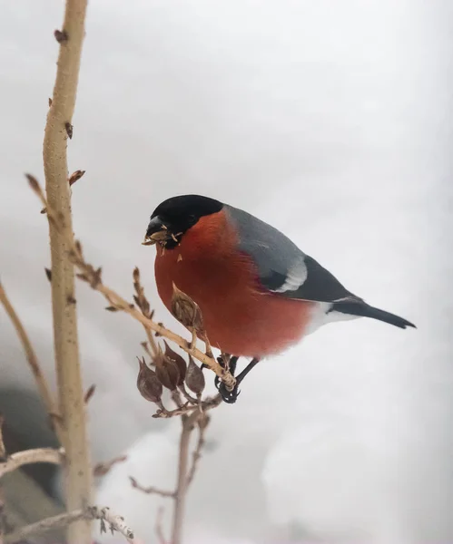Mužské Hýl živí semen v buši na den zimy — Stock fotografie