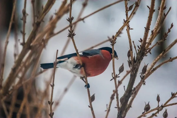 A male bullfinch feeding on seeds in the bush on winter day — Stock Photo, Image