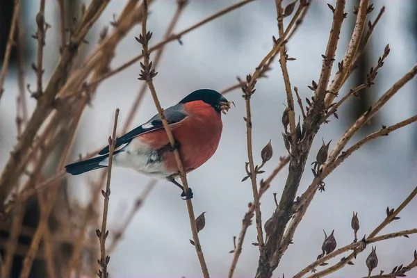 Mužské Hýl živí semen v buši na zimní den — Stock fotografie