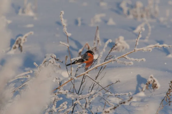 Un mâle se nourrissant de graines dans la brousse le jour de l'hiver — Photo