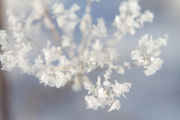 Detalhes congelados da paisagem nevada — Fotografia de Stock