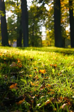 Nordic Avrupa ülkesinde sonbaharın güzel bir sahne.