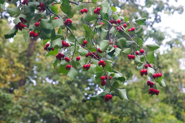 Eine schöne herbstliche kulisse im nordeuropäischen land. — Stockfoto