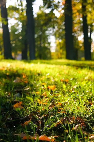 Nordic Avrupa ülkesinde sonbaharın güzel bir sahne.