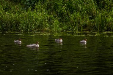 Güzel genç büyük tepeli batağan kuşlar nehirde yüzme. Kuşlar, ülke yatay.