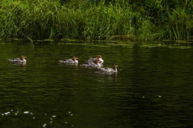 Güzel genç büyük tepeli batağan kuşlar nehirde yüzme. Kuşlar, ülke yatay.