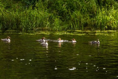 Güzel genç büyük tepeli batağan kuşlar nehirde yüzme. Kuşlar, ülke yatay.